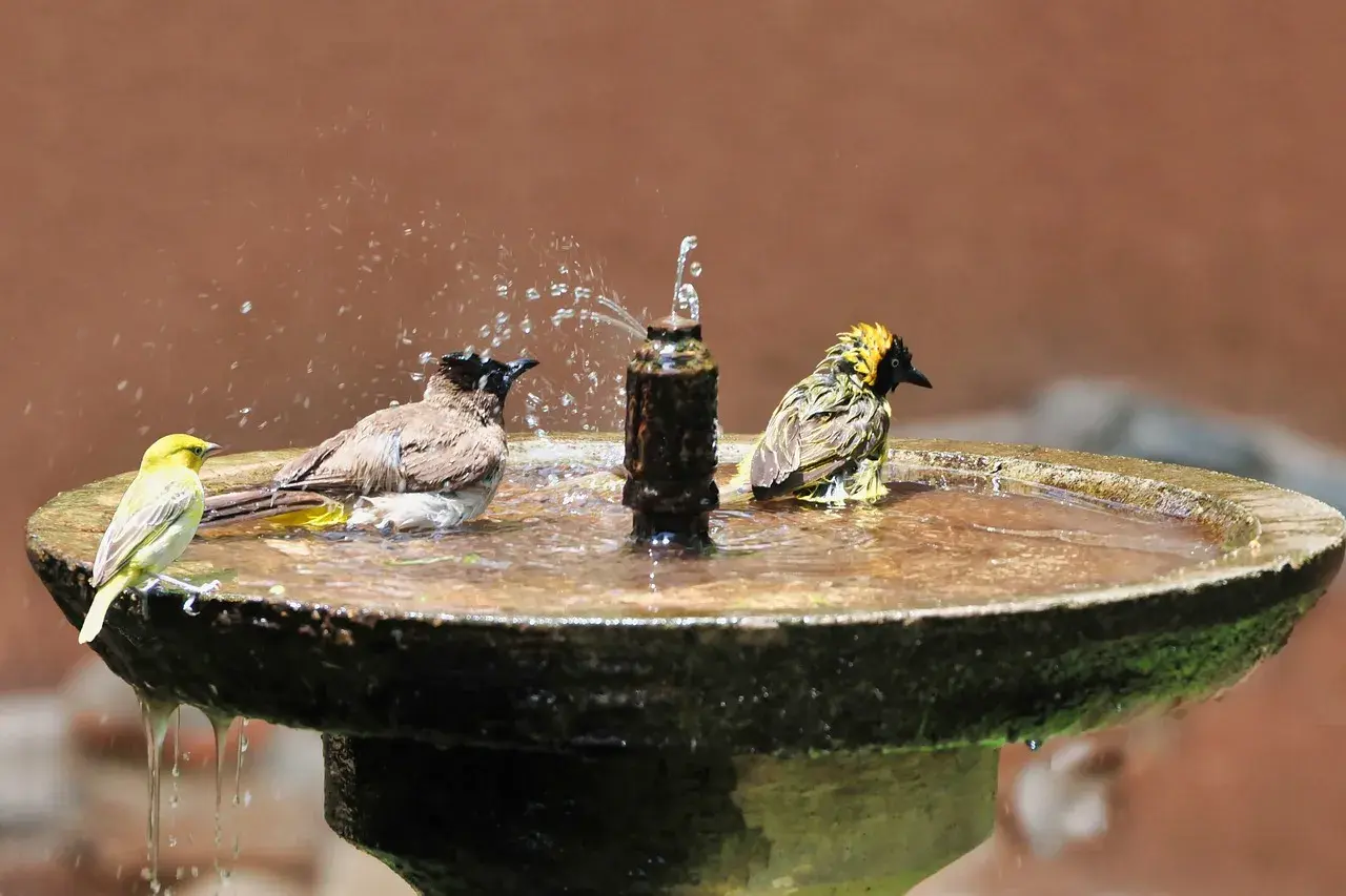 Vögel genießen ein erfrischendes Bad in den Wasserstellen im Garten. Ein gelber Vogel sitzt am Rand, während zwei andere im Wasser planschen.