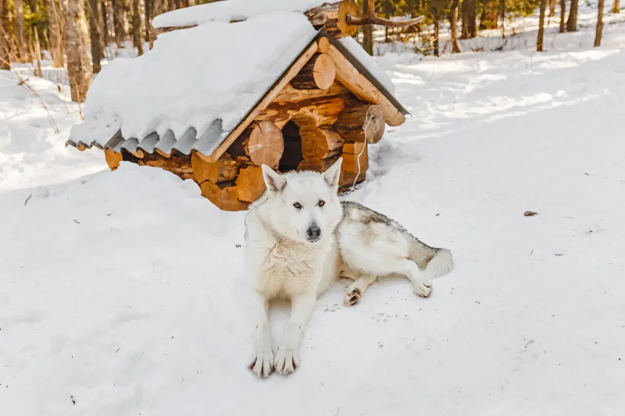 Biały pies rasy husky leży na śniegu przed drewnianą budą. Trwa dezynfekcja budy psa, by zapewnić mu czystość i zdrowie.