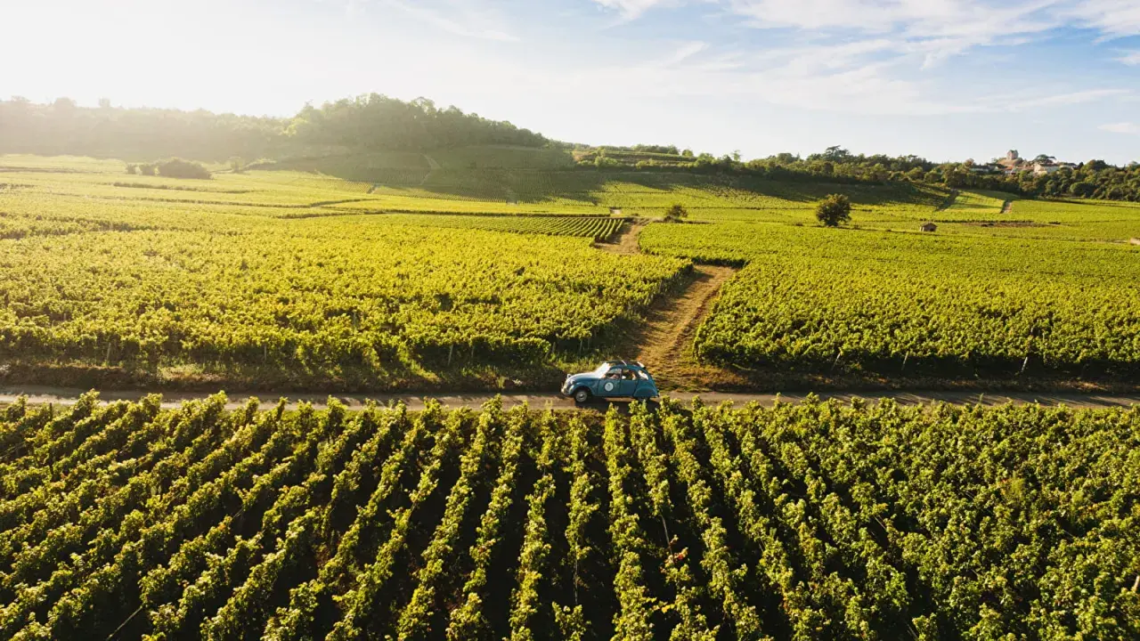 Ein blauer Oldtimer fährt auf der **route des grands crus** durch sonnenbeschienene Weinberge.