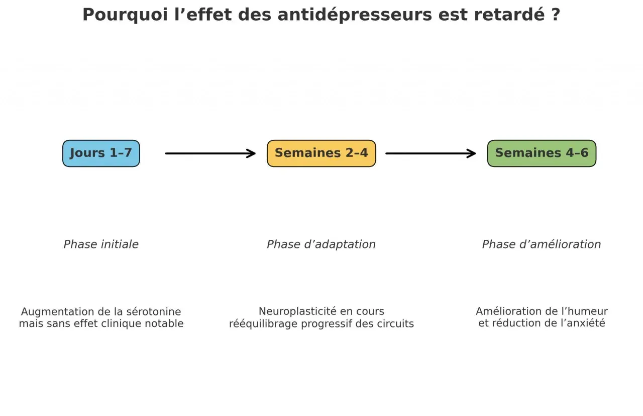 Schéma expliquant le délai d'action des antidépresseurs : phase initiale (Jours 1-7), phase d'adaptation (Semaines 2-4) et phase d'amélioration (Semaines 4-6). Les antidépresseurs ont changé ma vie.