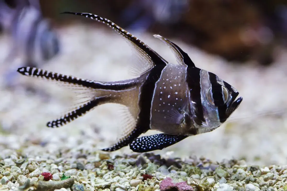 Un cardenal de Banggai, con sus rayas negras y blancas y puntos blancos, nada sobre un lecho de grava.