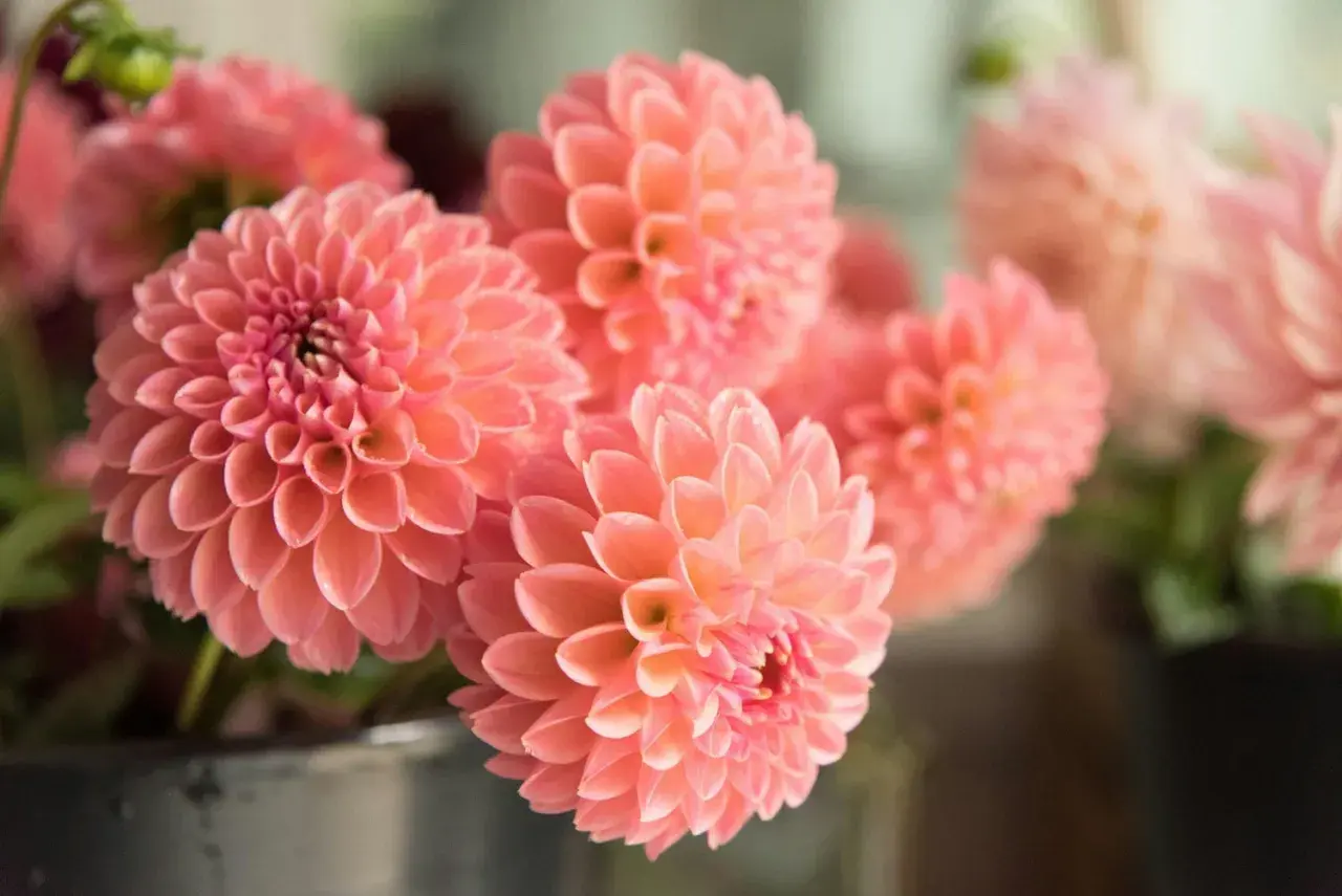 Un bouquet de dahlia en pot, aux pétales d'un rose corail délicat, semble prêt à égayer une pièce.