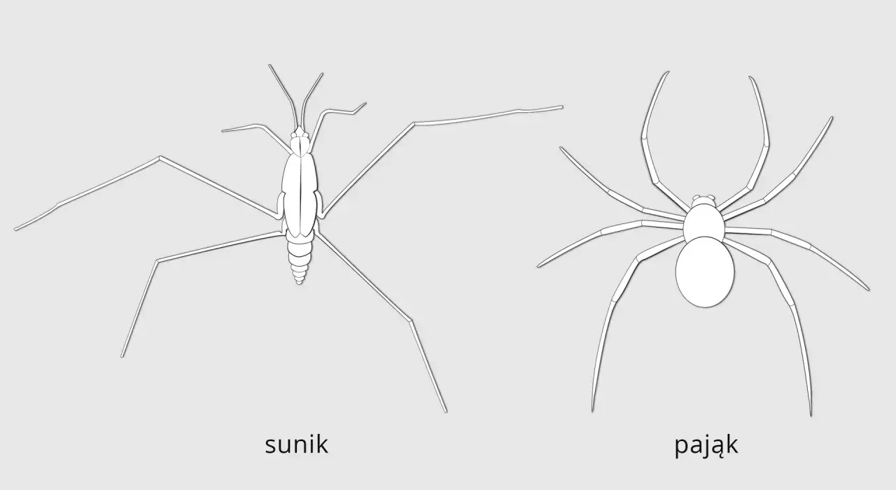 Ilustracje przedstawiają sunika i pająka, pokazując ich budowę ciała. To przykłady do nauki systematyki.