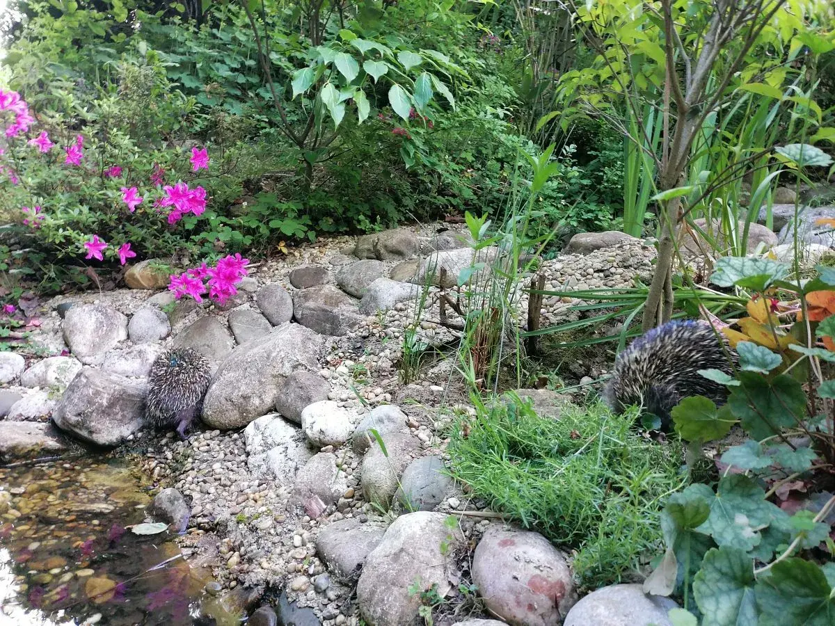 Zwei Igel erkunden einen naturnahen, igelfreundlichen Garten mit Steinen, Wasser und pinken Blüten.
