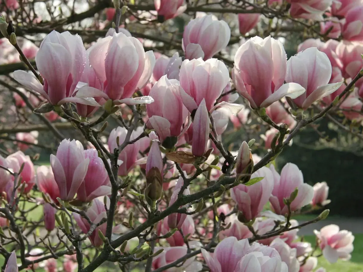 Zarte rosa Magnolienblüten, bereit für den Rückschnitt, hängen an Ästen.