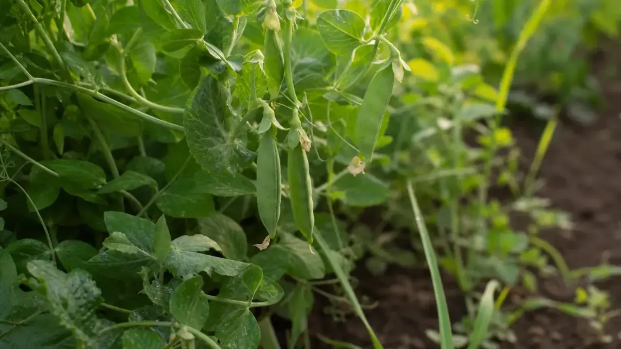 Grüne Schoten hängen an einer üppigen edamame pflanze. Das Sonnenlicht fällt sanft auf die Blätter und die reifen Erbsen.