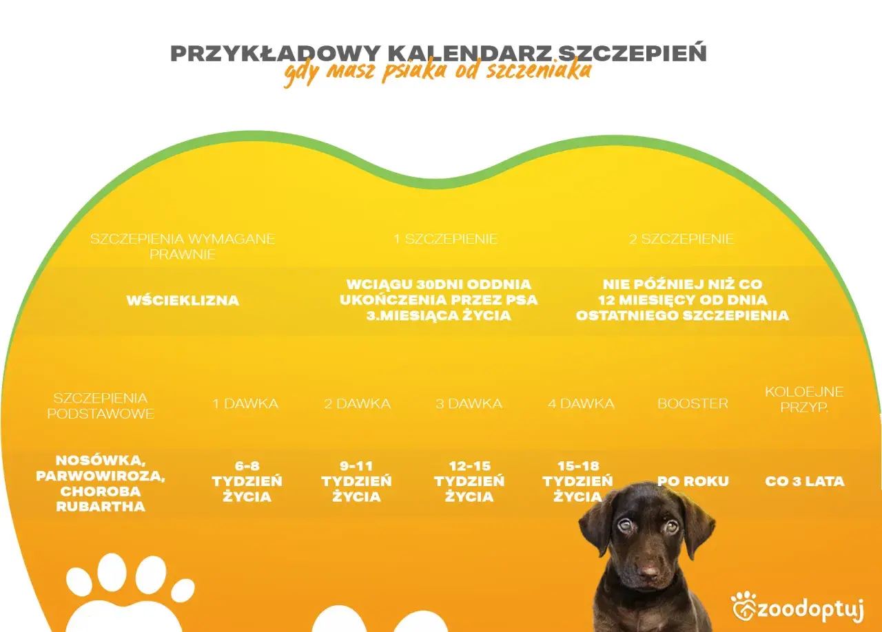 Kalendarz szczepień szczeniaka: podstawowe, wścieklizna, nosówka, parwowiroza. Zadbaj o zdrowie swojego pupila od pierwszych dni życia.