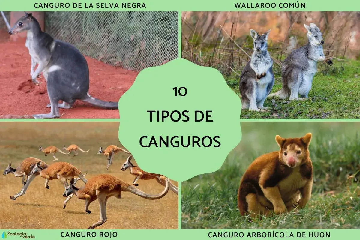 Explora 10 tipos de canguros: canguro de la selva negra, wallaroo común, canguro rojo y canguro arborícola de Huon, entre otros.