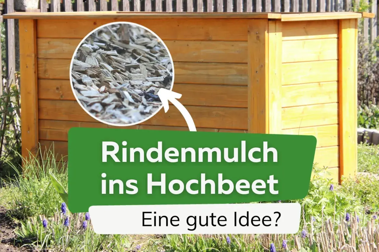 Rindenmulch im Hochbeet: Eine gute Idee? Nahaufnahme von Holzspänen, die auf ein hölzernes Hochbeet zeigen.