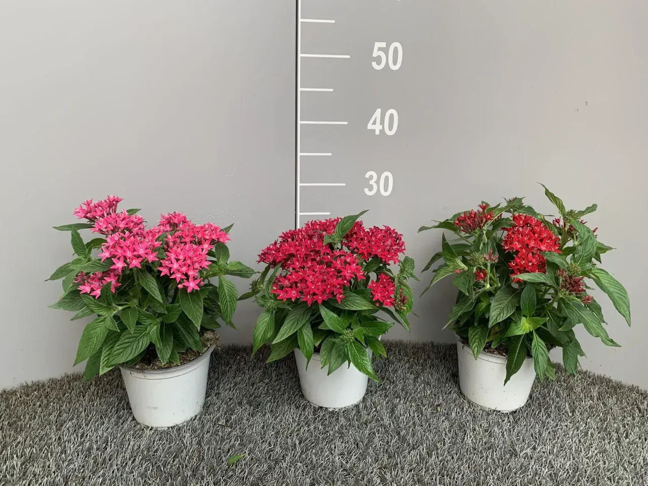 Tre vasi con piante di pentas, una rosa, una rossa e una più scura, su sfondo grigio con scala graduata.