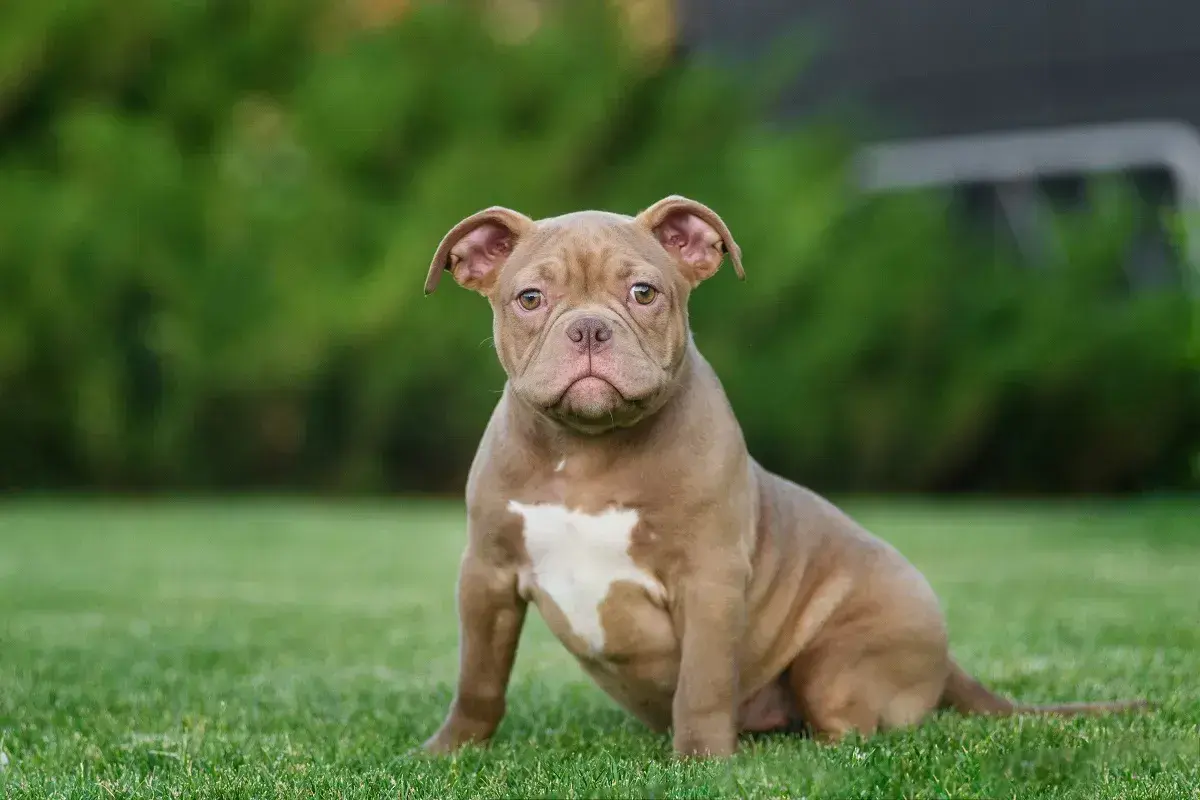 Ein süßer American Bully Pocket Welpe sitzt auf einer grünen Wiese.