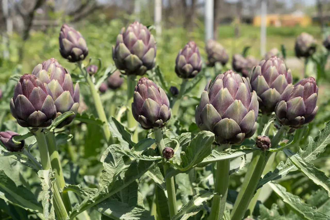 Un campo di carciofi viola, pronti per essere raccolti. La pianta di carciofi può produrre per diversi anni, offrendo un raccolto abbondante.