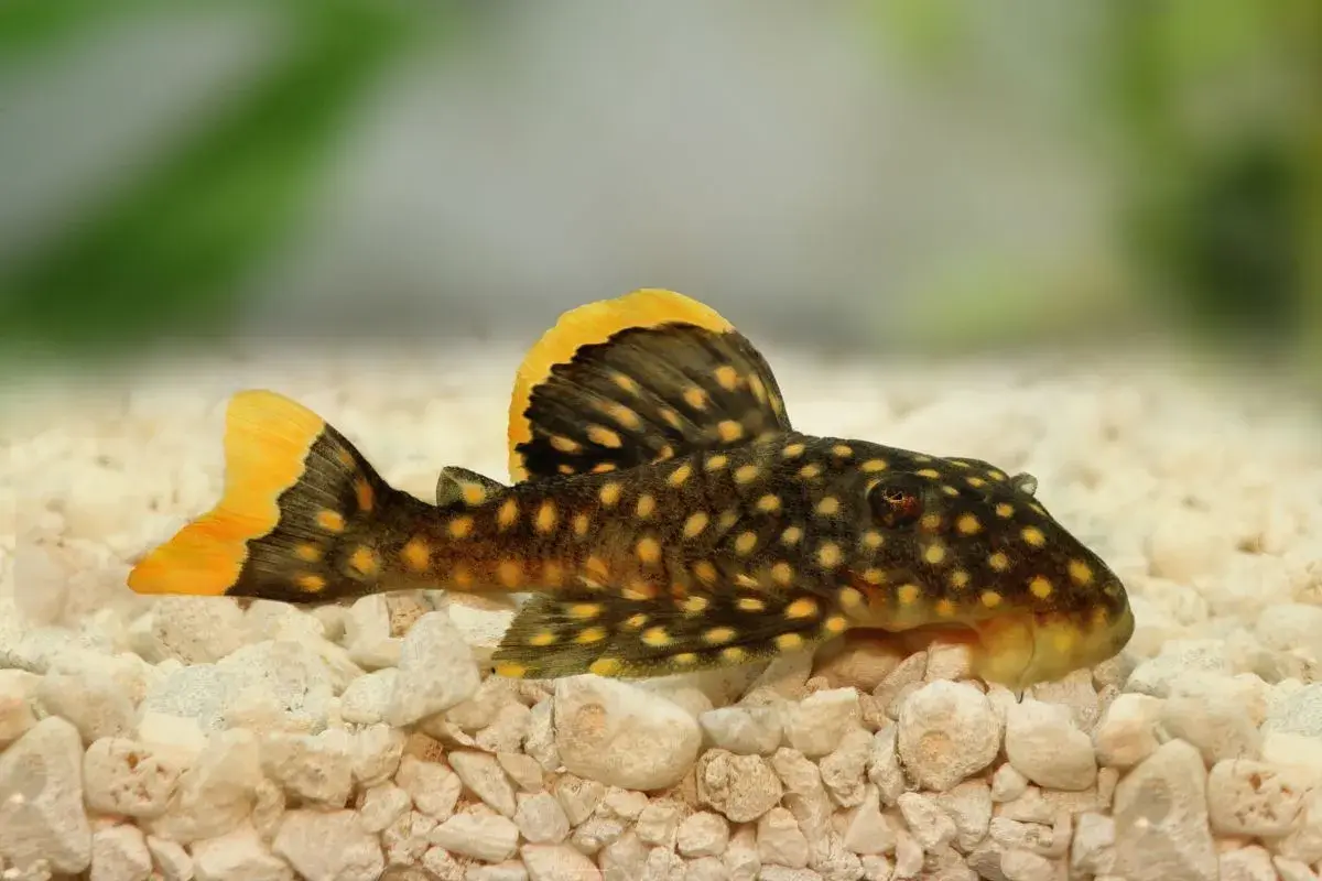 Plamisty pleco z żółtymi akcentami na płetwach odpoczywa na kamienistym dnie akwarium.