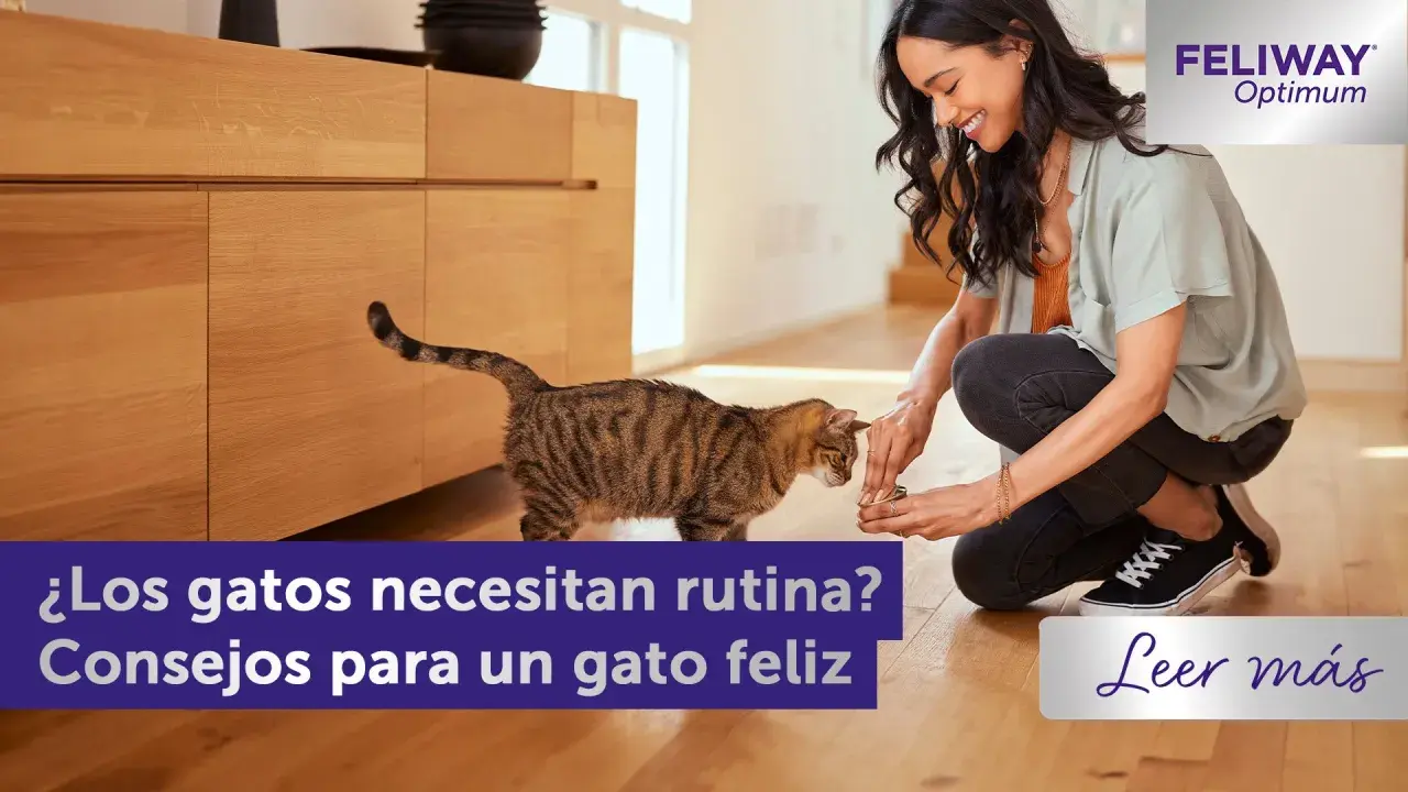 Una mujer sonríe mientras le da algo a un gato atigrado. Los gatos necesitan rutinas para ser felices.