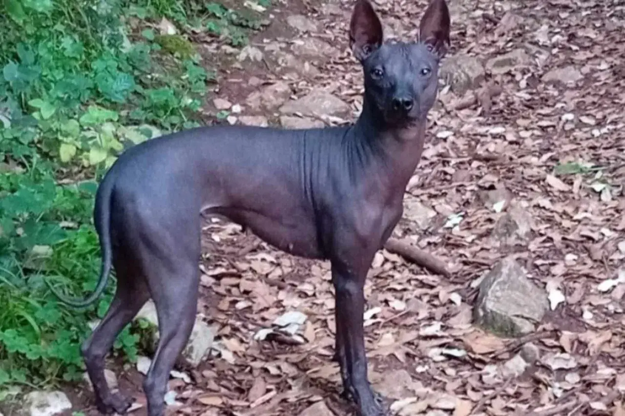 Un perro calvo de piel oscura, con orejas grandes y puntiagudas, posa en un sendero cubierto de hojas secas y rocas.