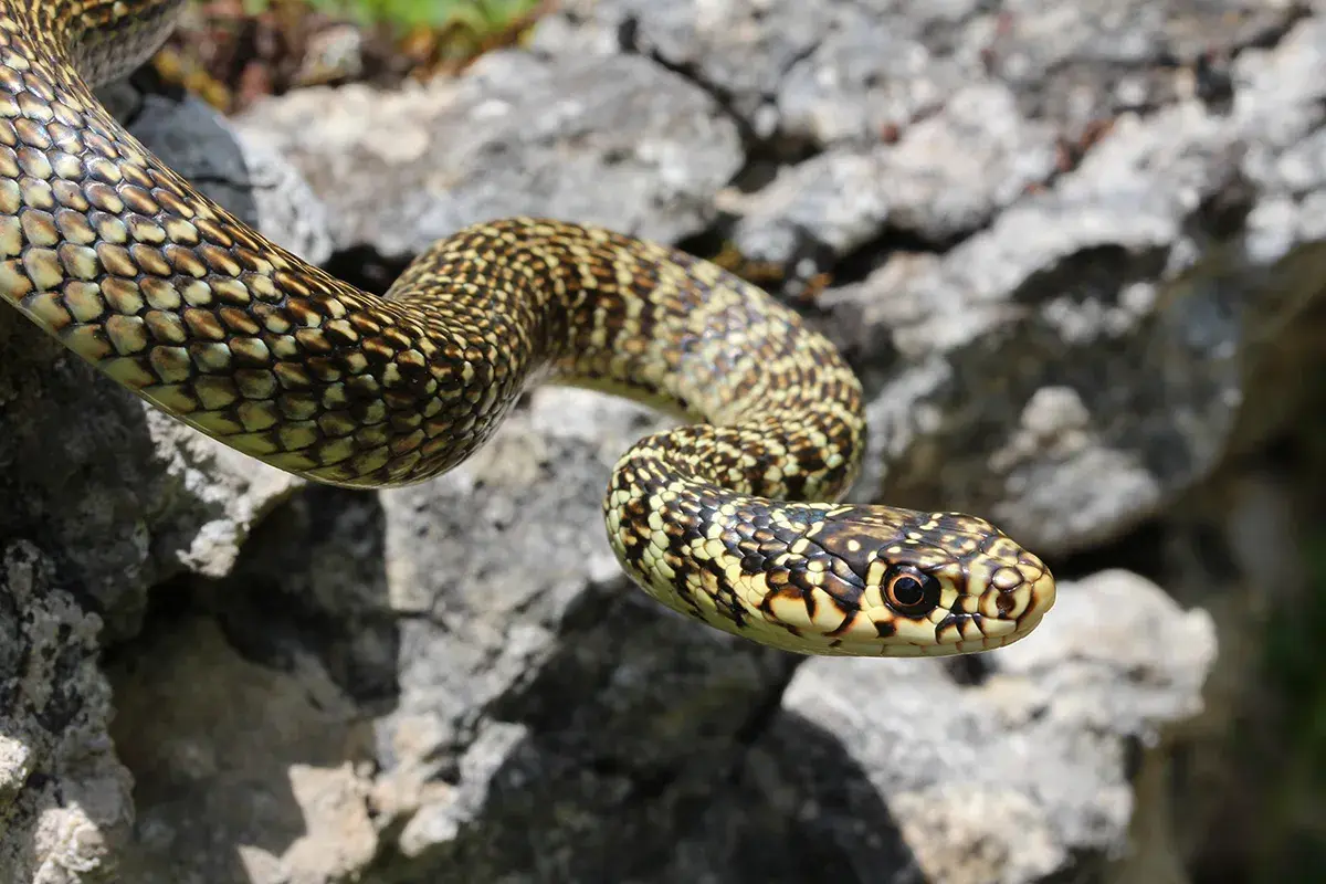 Una culebra verde de España, con escamas amarillas y marrones, se desliza sobre rocas grises.