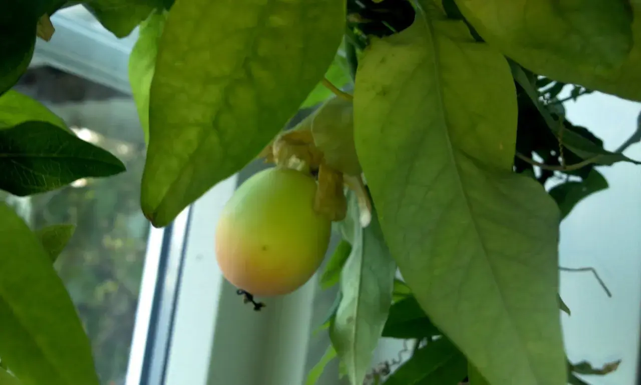 En grön passionsfrukt hänger bland stora blad. En passionsfrukt blomma syns svagt bakom frukten.
