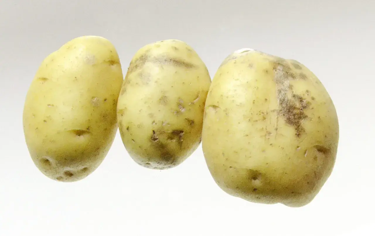 Trois pommes de terre à la peau jaune et tachetée, prêtes à être cuisinées.
