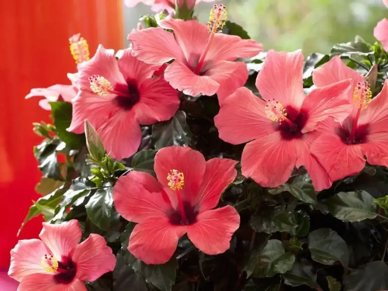 Piękne, różowe kwiaty hibiskusa kwitnące w domu. Ich uprawa w domu jest prosta i daje wspaniałe efekty.