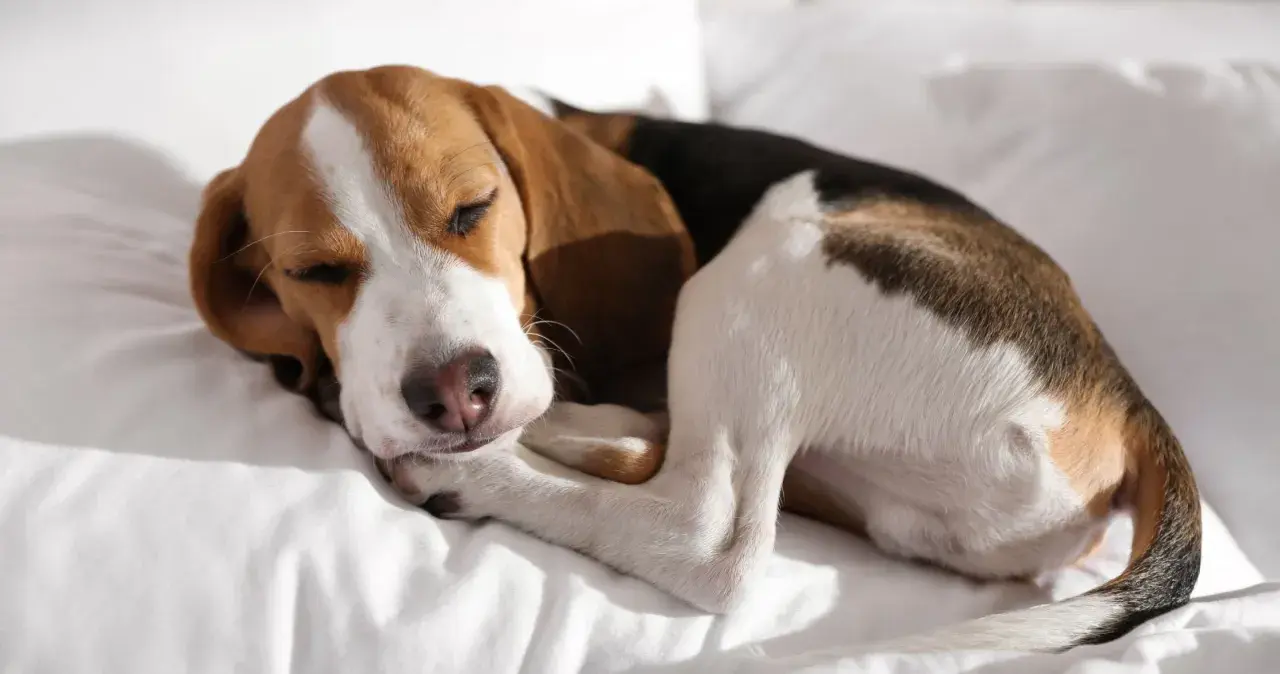 Schlafender Beagle-Welpe auf weißer Decke. Geduld ist der Schlüssel, um den Hund stubenrein zu bekommen.
