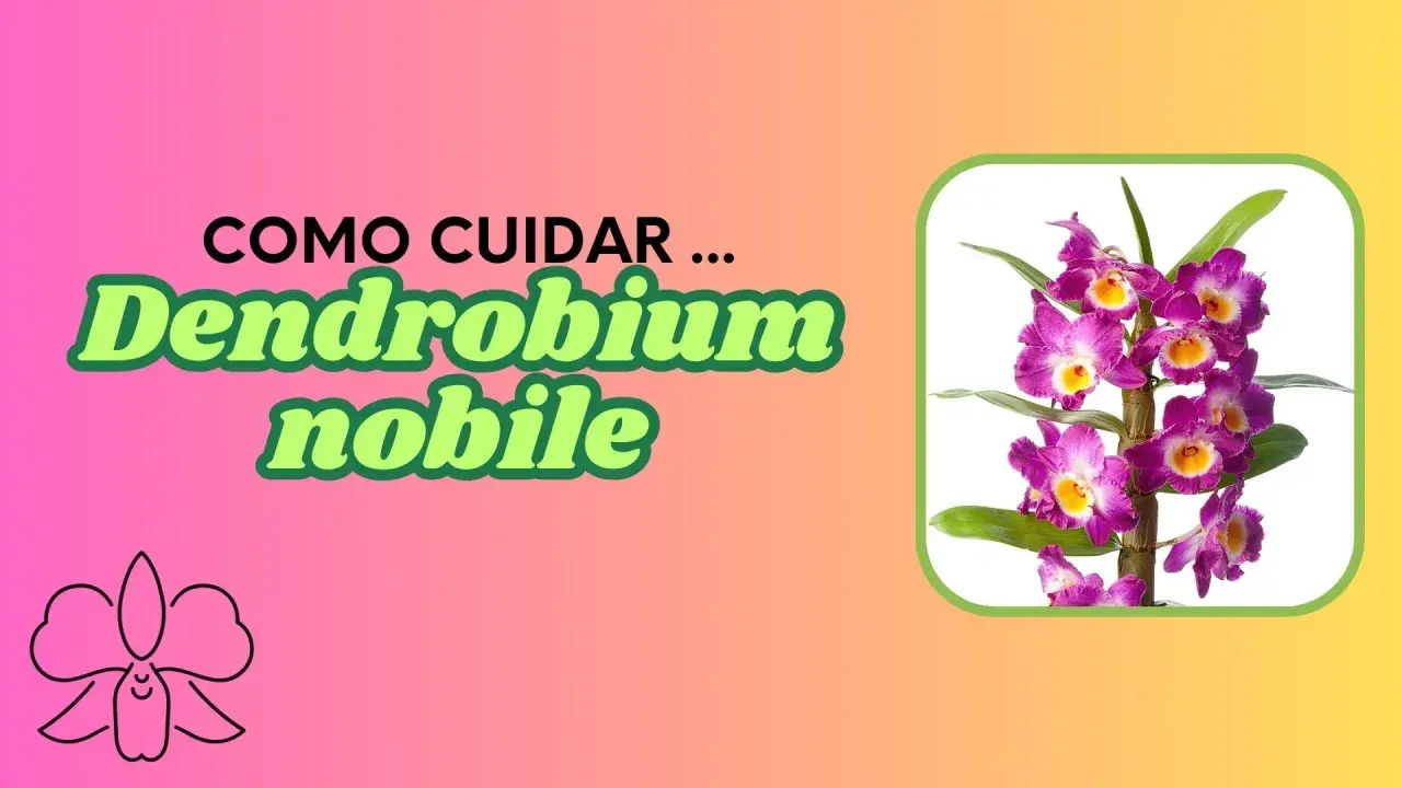 Guía de cuidados para el Dendrobium nobile. Hermosas orquídeas púrpuras y amarillas.
