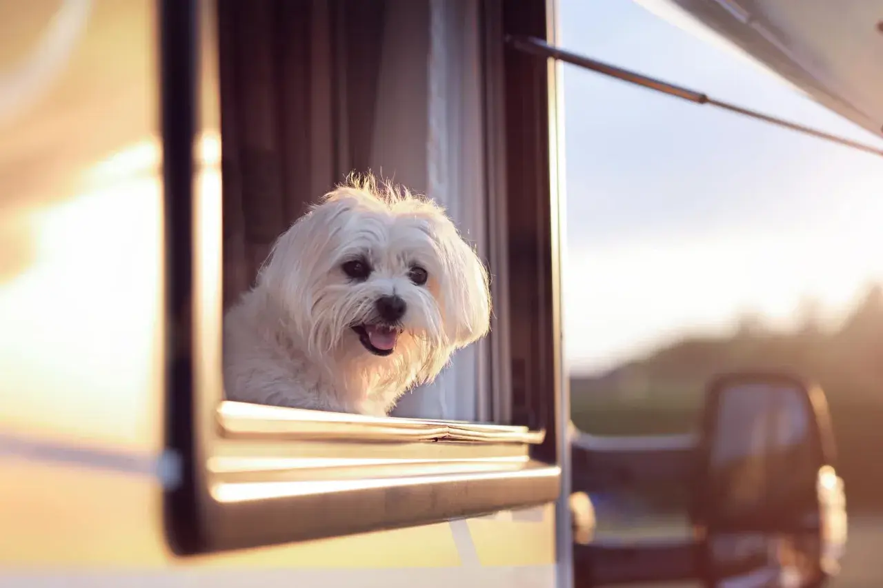 Un petit chien blanc regarde par la fenêtre d'un camping-car, profitant de l'air frais. Un aménagement camping-car pour chien idéal pour les voyages.