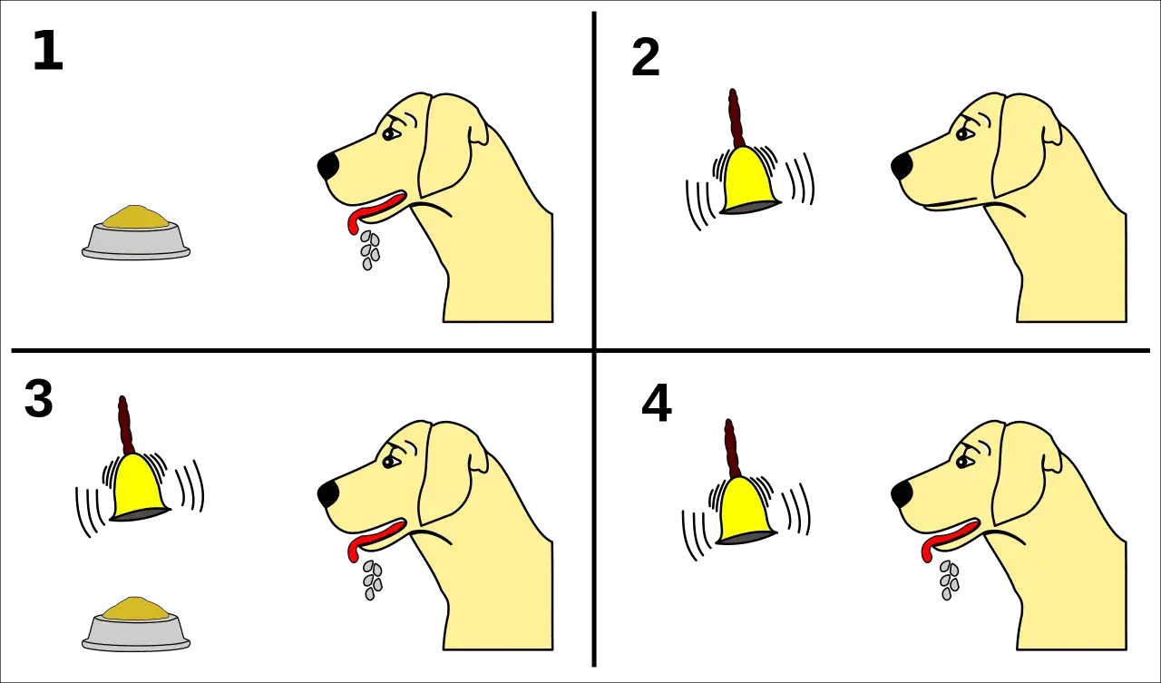 Hund sabbert bei Futter, dann bei Klingel. Nach mehrmaligem Klingeln sabbert er schon bei der Klingel. Klassische Konditionierung Hund.