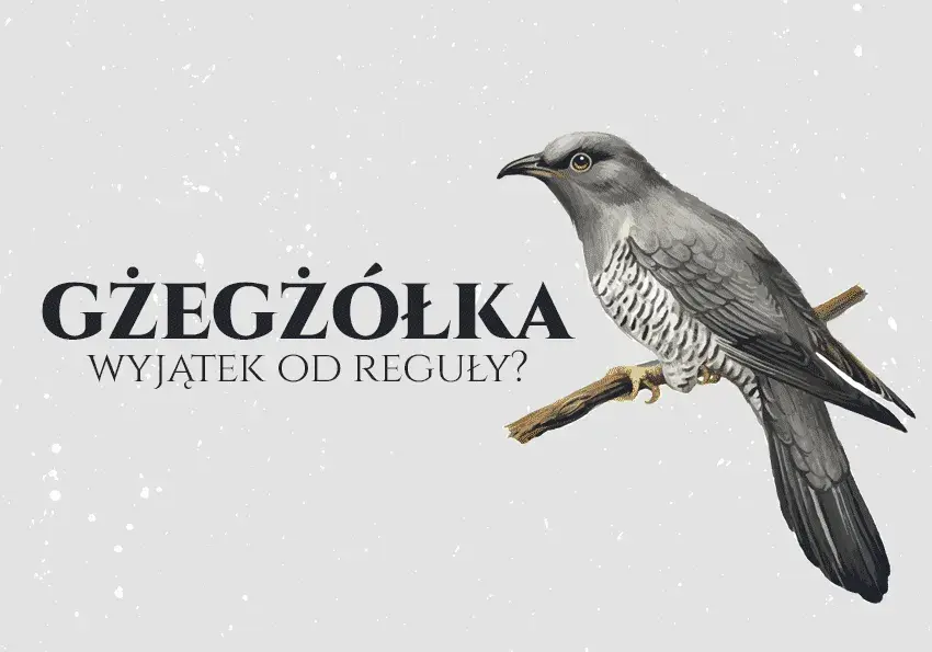 Jak się pisze gżegżółka? Uniknij najczęstszych błędów ortograficznych