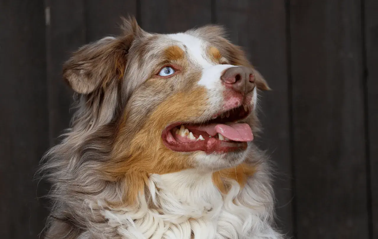 Ein **Australian Shepherd** mit leuchtend blauen Augen und rotem Fell, die Zunge hängt heraus.