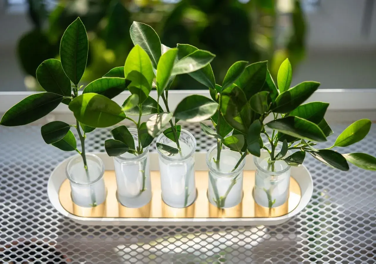 Cinco esquejes de plantas verdes en pequeños vasos con agua, listos para enraizar.