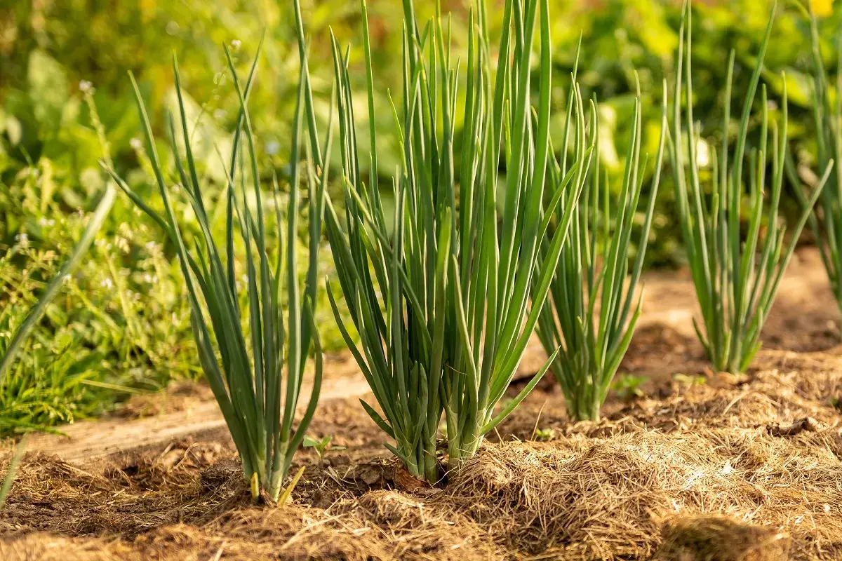 Fila di giovani cipolle verdi appena piantate, con steli sottili e fogliame rigoglioso che spuntano dal terreno coperto di paglia.