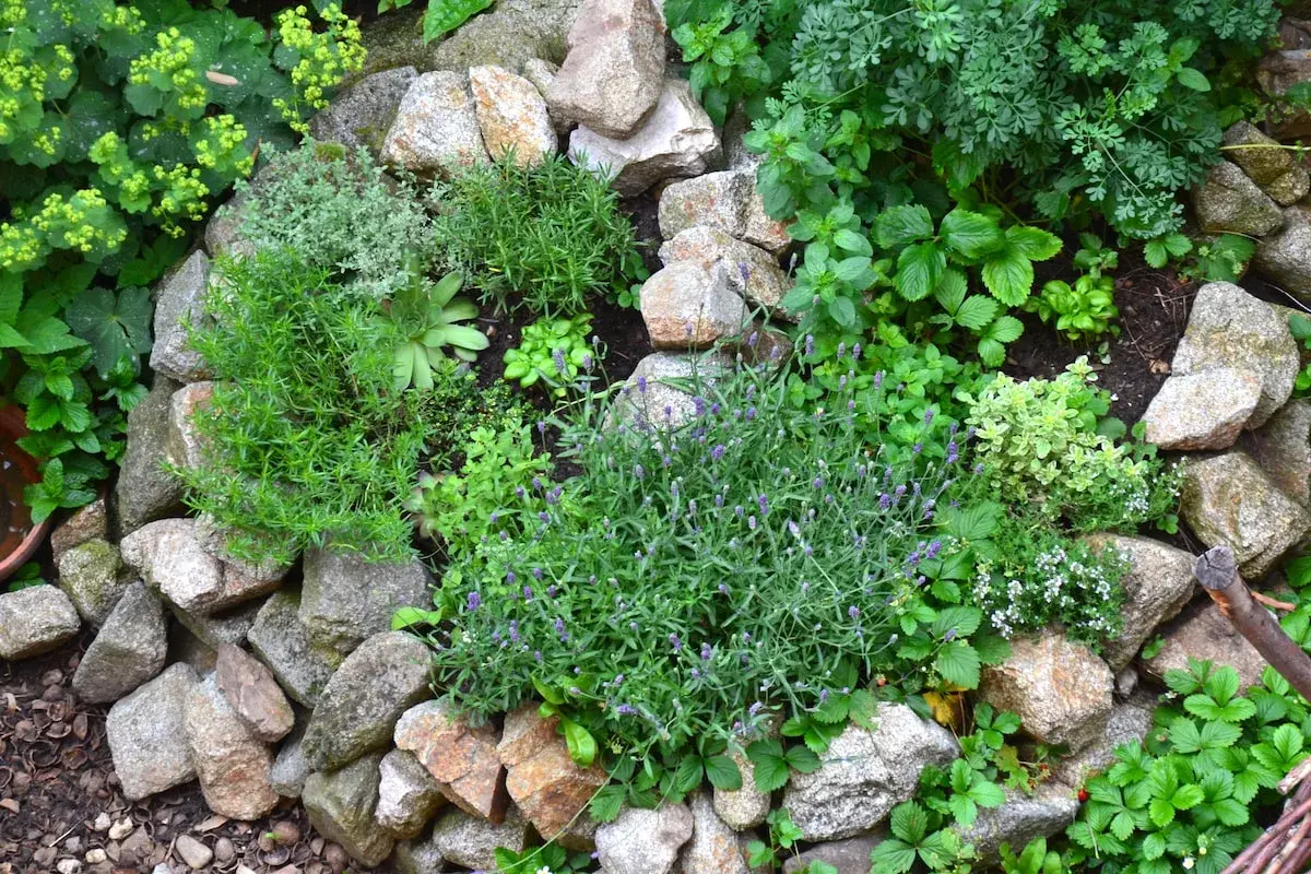 Ein liebevoll angelegter heilpflanzen garten mit Lavendel, Thymian, Rosmarin und vielen weiteren Kräutern zwischen Steinen.