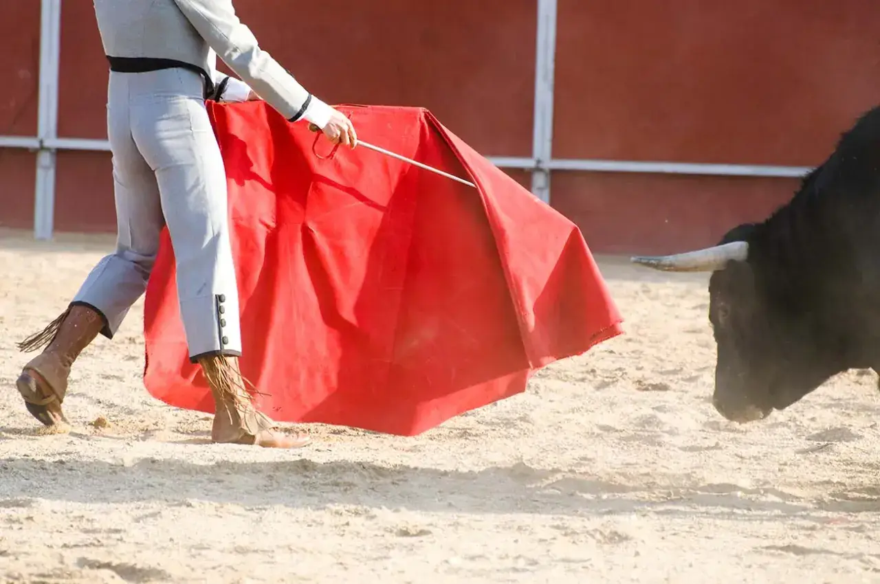 Un torero, con su traje de luces, usa una muleta roja para enfrentarse a un toro. Los pantalones ajustados y las botas son parte de lo que llevan los toreros en la entrepierna.