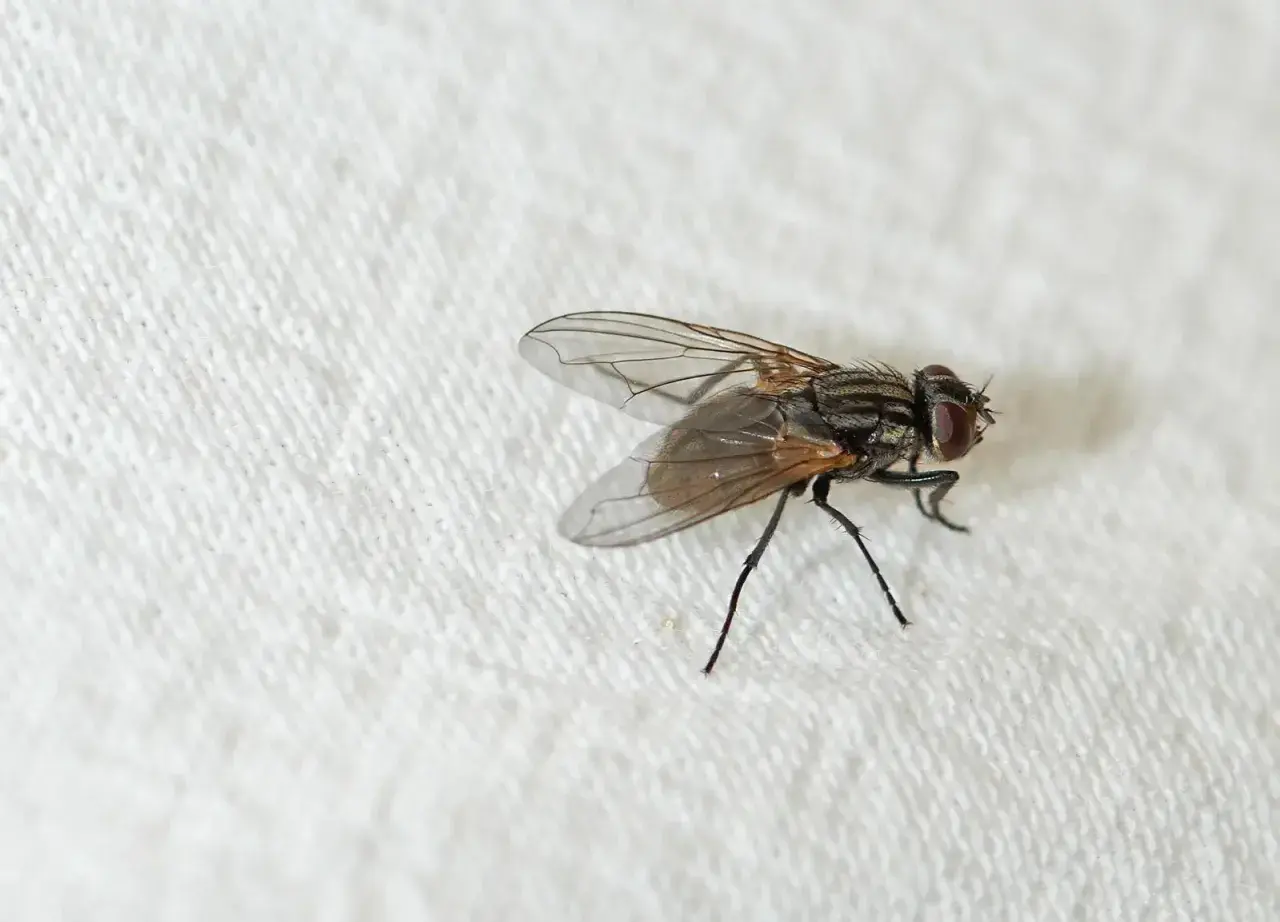 Eine Fliege auf weißem Tuch. Vielleicht ein Kandidat für eine selbstgemachte fliegenfalle hausmittel?