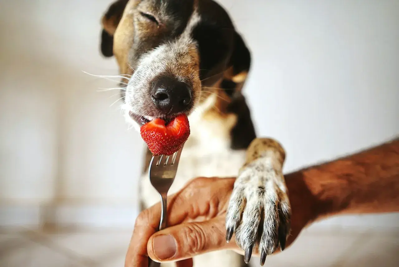 Ein süßer Hund genießt eine Erdbeere, die ihm auf einer Gabel angeboten wird.