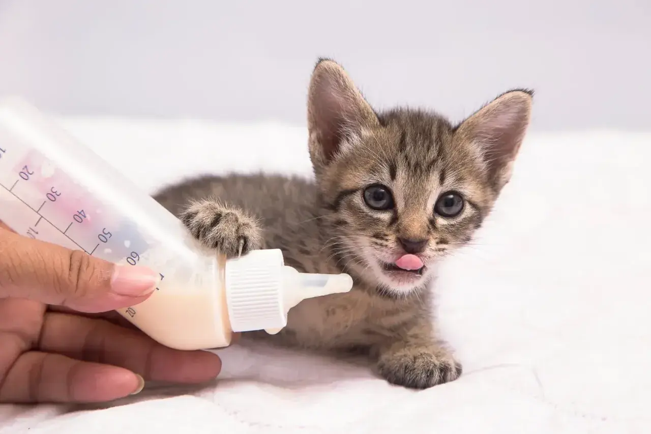 Un tierno gato bebé, con su patita apoyada en un biberón, saca la lengua con ansias de leche.