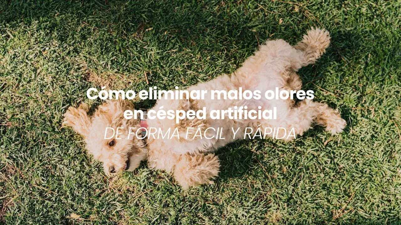 Un perro juguetón sobre césped artificial. Aprende cómo quitar el mal olor del césped artificial fácilmente.