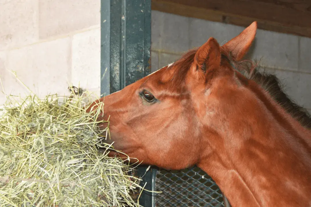 Un cheval brun savoure son fourrage dans son box.