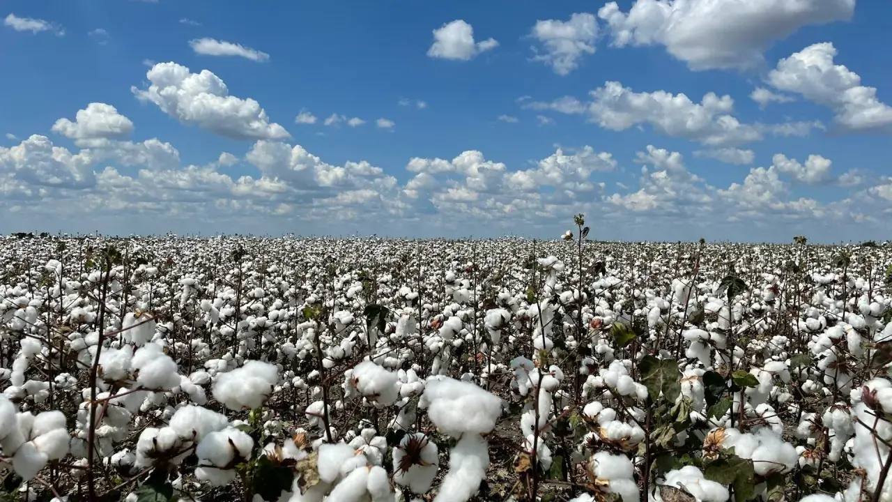 Ein weites Feld voller reifer Baumwolle unter blauem Himmel. Hier wächst die Grundlage für mercerisierte Baumwolle, die für ihren Glanz und ihre Stärke bekannt ist.