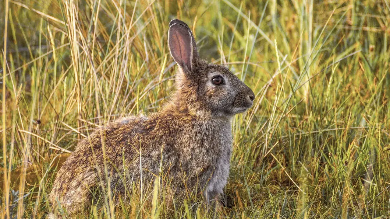 Conejo en la hierba. ¿Es un conejo carnívoro, herbívoro u omnívoro?