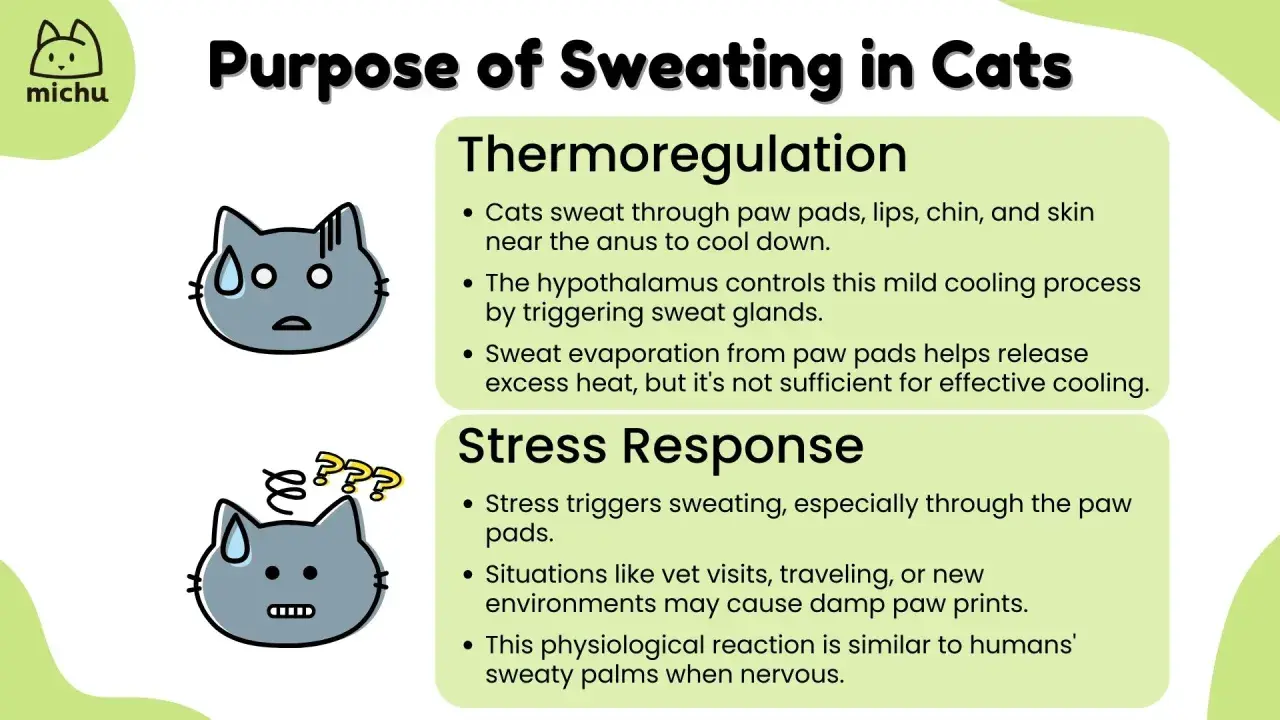 Cats sweat through paw pads, lips, chin, and skin near the anus for thermoregulation and stress response. This helps them cool down and can cause damp paw prints when nervous.