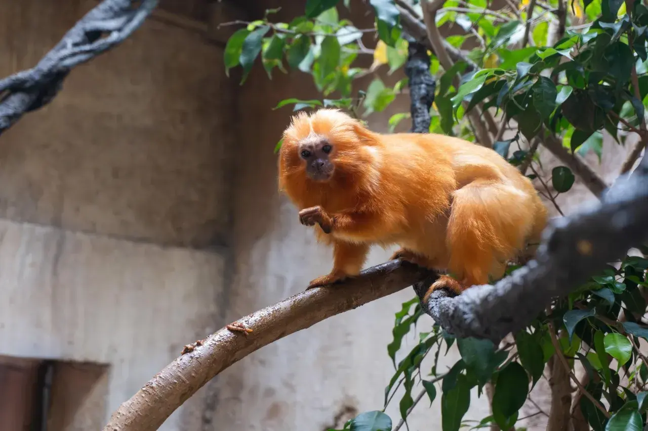 Un titi león dorado, con su pelaje brillante, se posa en una rama.