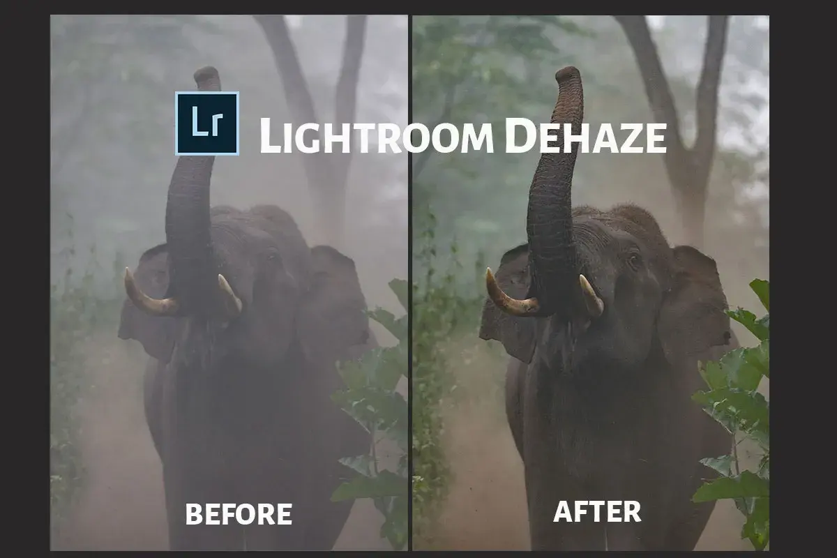 Słoń z podniesioną trąbą, po lewej "przed" z mgłą, po prawej "po" dzięki funkcji dehaze lightroom.