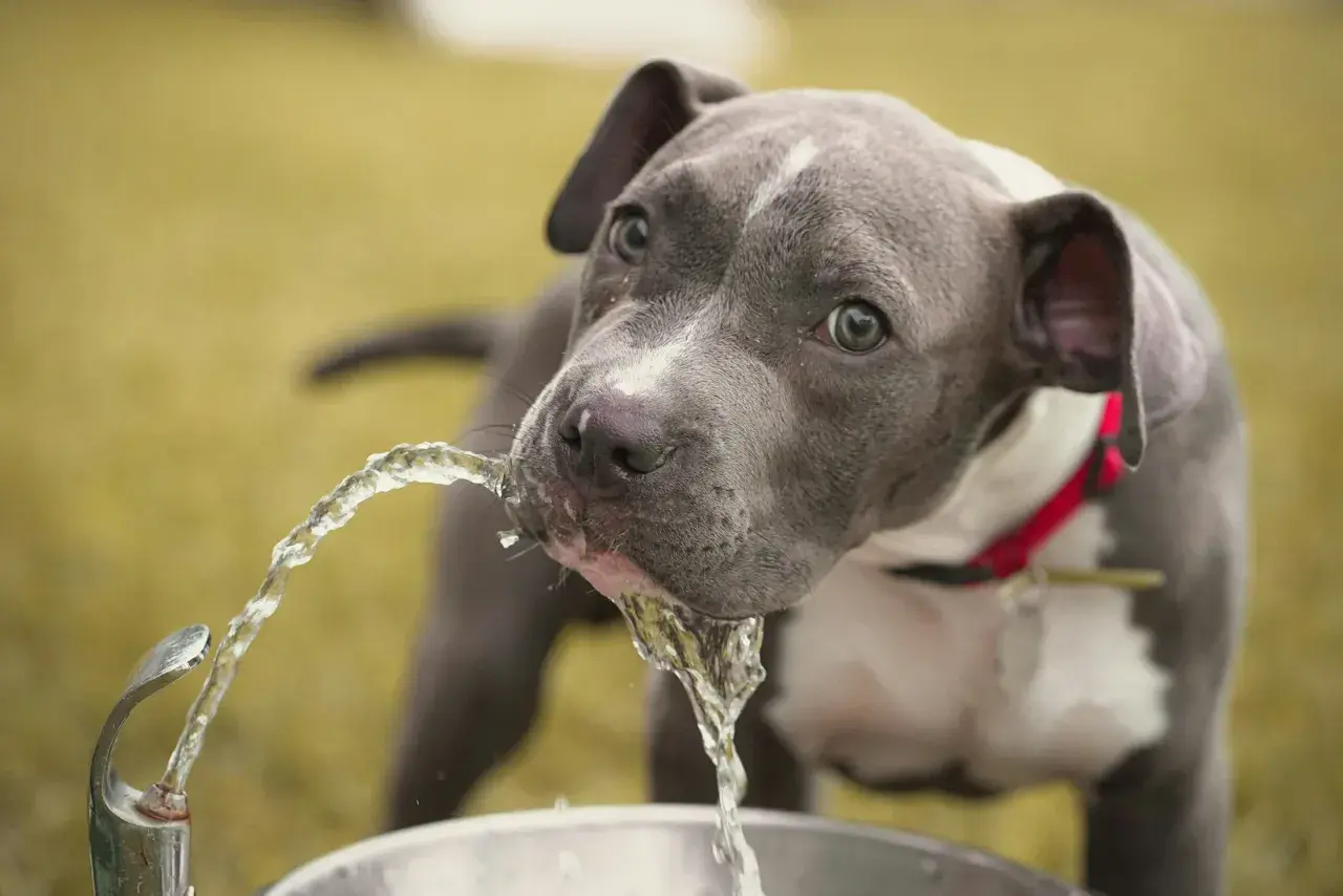 A grey pit bull puppy drinks from a fountain, its thirst a reminder of the challenges of diabetes insipidus in dogs.