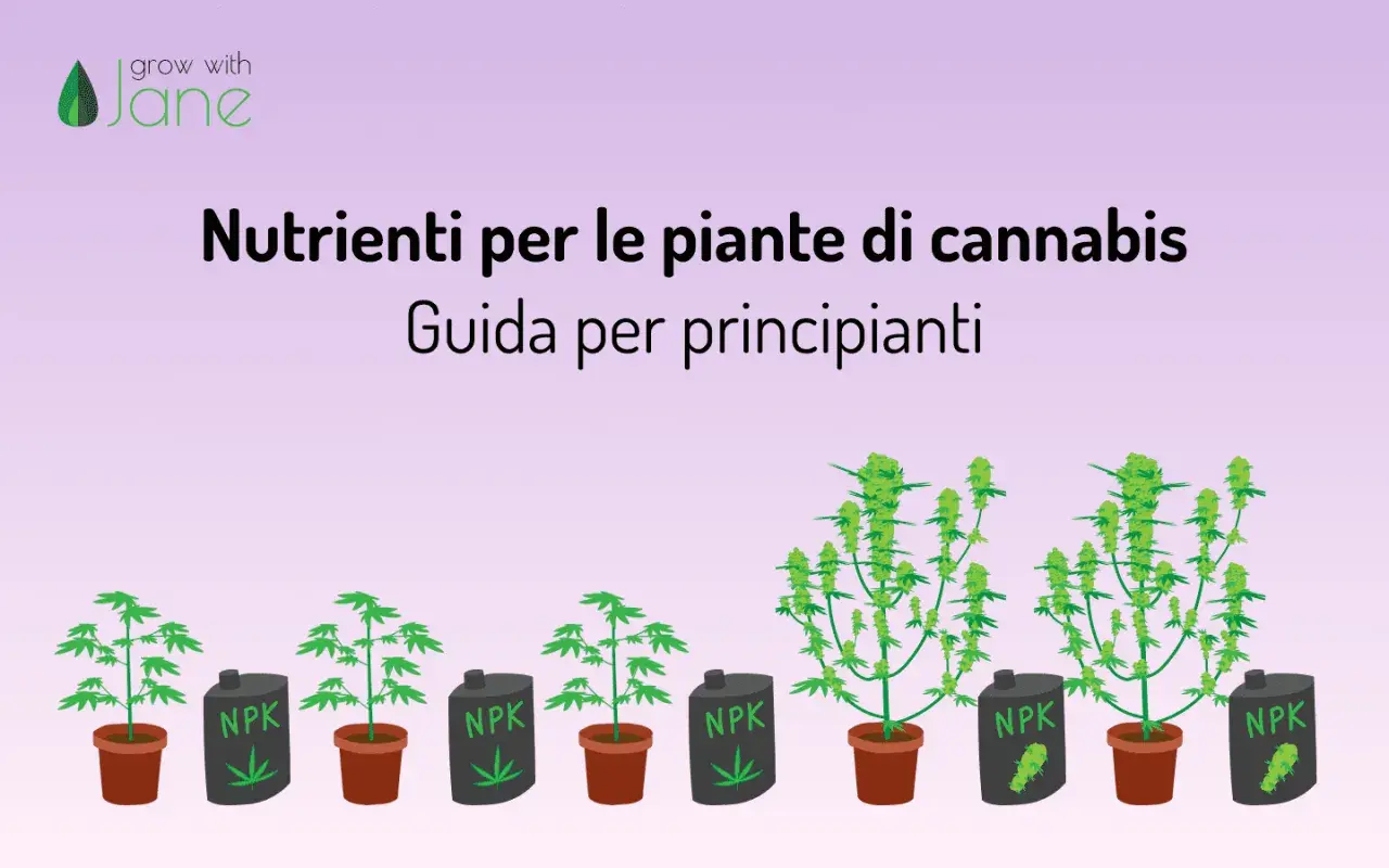 Guida ai nutrienti per piante di cannabis: il significato di NPK per la crescita.