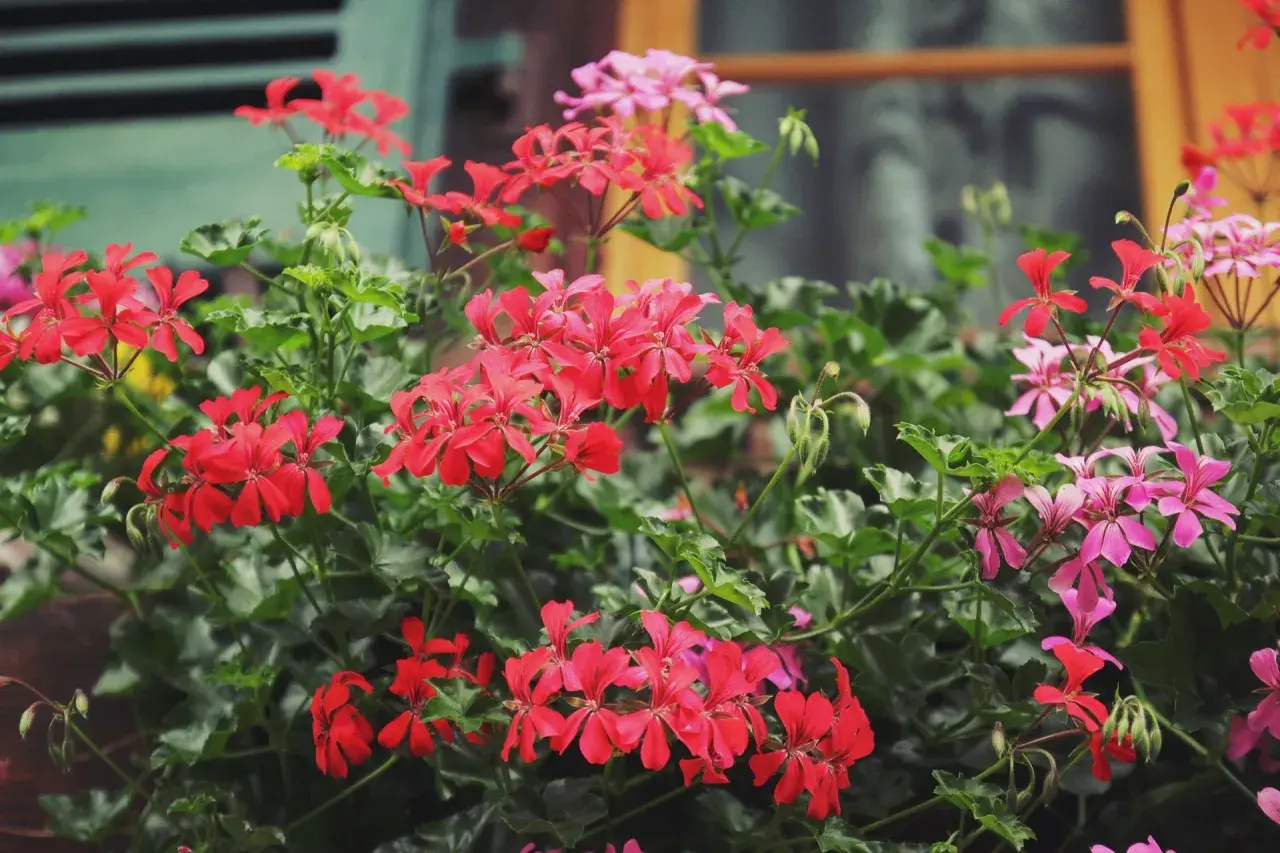 Kaskadowa pelargonia w intensywnym czerwonym kolorze tworzy bujne kaskady kwiatów, przeplatane delikatniejszymi różowymi.
