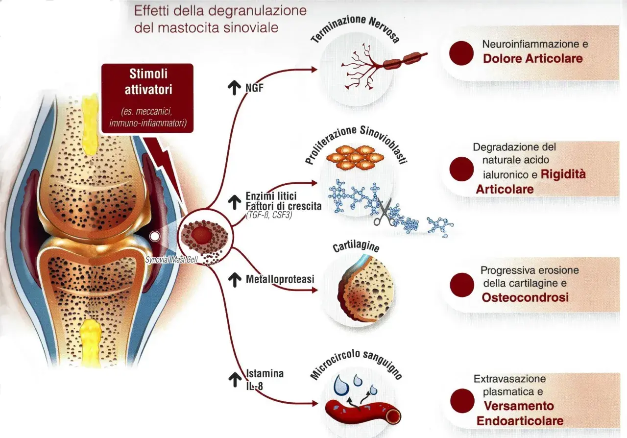Il mastocita sinoviale, stimolato, rilascia mediatori che causano neuroinfiammazione, degradazione cartilaginea e dolore articolare. L'effetto del pea è da valutare in base alla patologia.