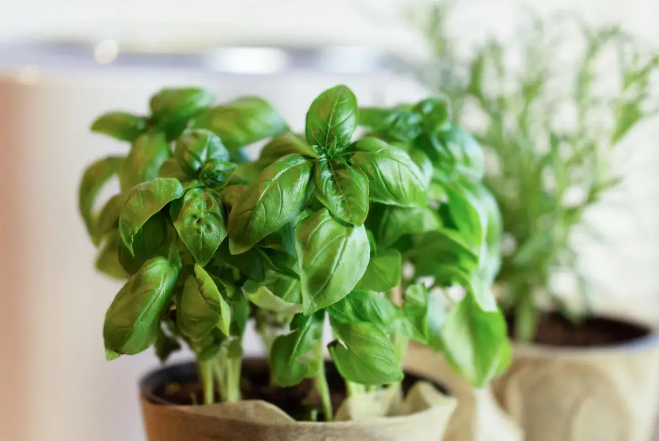 Färska basilika plantor i kruka, perfekta för ditt nästa basilika recept.