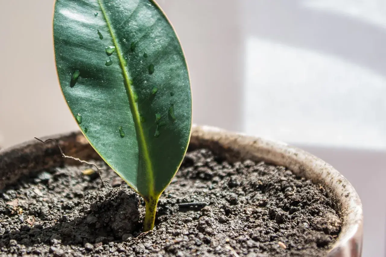 Un pequeño brote verde emerge de la tierra húmeda en una maceta, un ejemplo de esquejes en crecimiento.