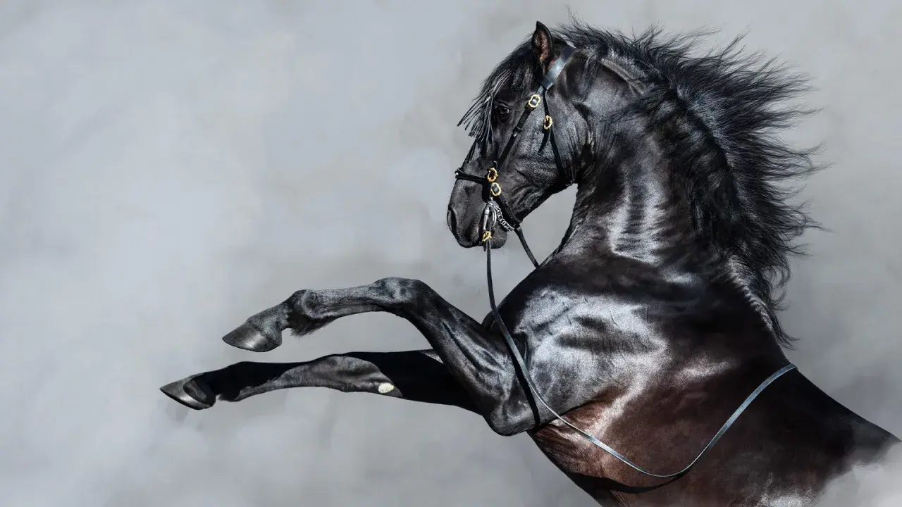 Cavallo nero impennato, criniera al vento. Potrebbe essere uno dei cavalli di una macchina, simbolo di potenza e velocità.